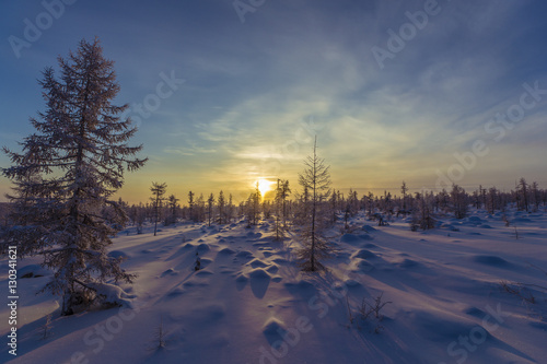 Winter landscape with forest, trees, sunset. Tone. Snowscape.
