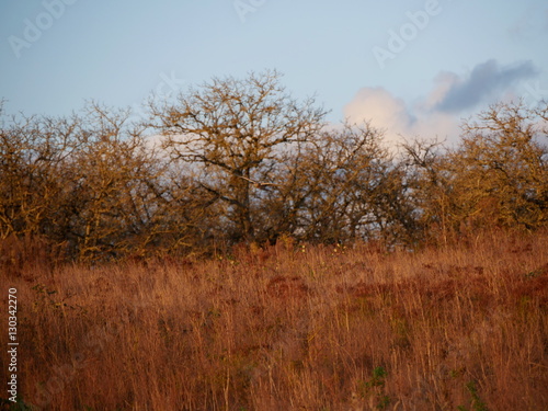 Birds of Nature