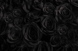  Black roses background. greeting card with roses