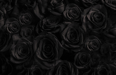  Black roses background. greeting card with  roses