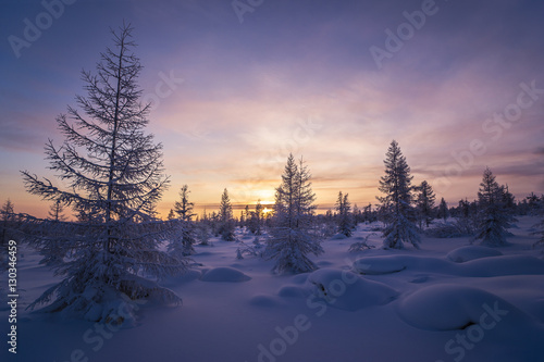Winter landscape with forest, trees, sunset. Tone. Pink and Violet