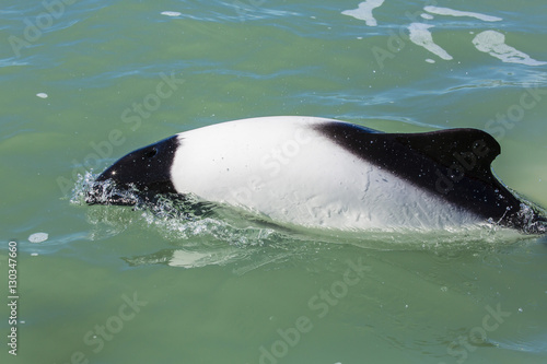 Adult Commerson's dolphin (Cephalorhynchus commersonii), Rio Deseado, Puerto Deseado, Santa Cruz, Patagonia, Argentina photo