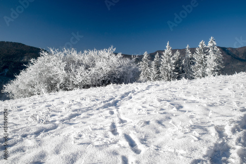 Frozen trees in country