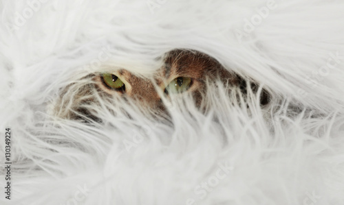 Fototapeta Naklejka Na Ścianę i Meble -  Cute cat wrapped in plaid