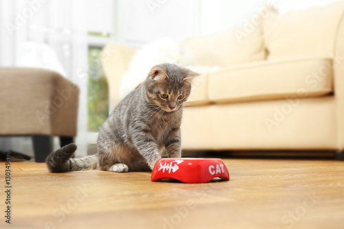 Fototapeta Naklejka Na Ścianę i Meble -  Cute cat eating food at home