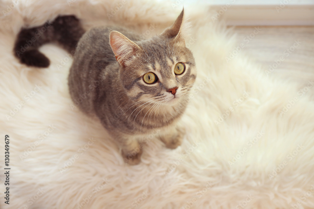 Cute cat on white soft rug Cute cat on white soft rug
