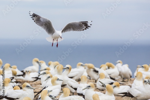 Red-billed gull (Chroicocephalus scopulinus) in gannet breeding colony at Cape Kidnappers, Napier, North Island, New Zealand photo