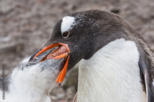 Adult gentoo penguin (Pygoscelis papua) feeding chick, Hannah Point, Livingston Island, South Shetland Islands, Antarctica, Southern Ocean