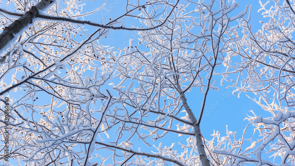 Obraz premium Snowy forest and blue sky background