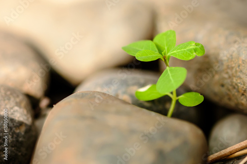 Growth concept.Close up of young sprout with stone in sunlight. photo