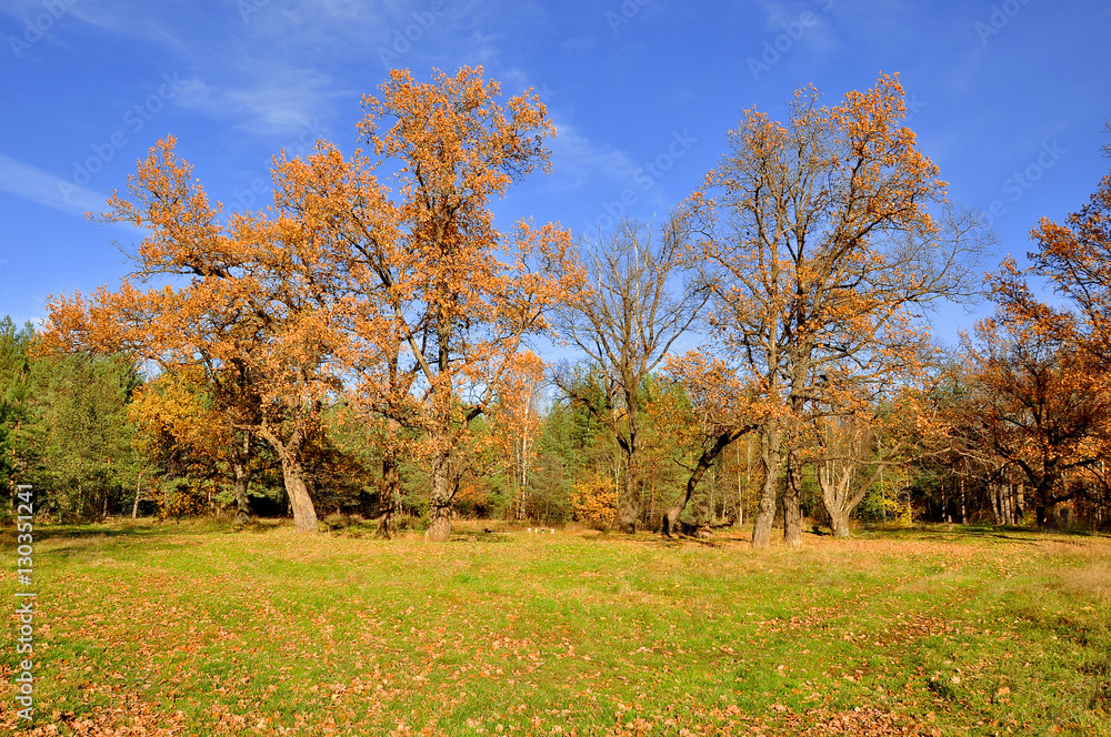Autumn oaks Autumn oaks