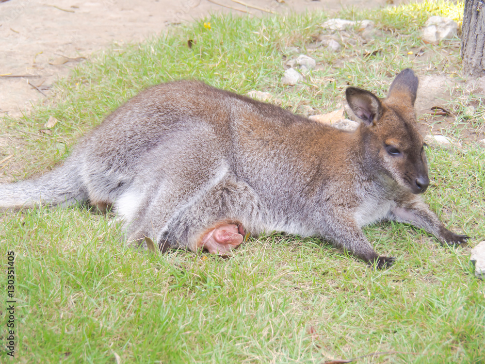 Wallaby is an animal has an australasian marsupial that is similar to, but smaller than, a kangaroo. Wallaby is an animal has an australasian marsupial that is similar to, but smaller than, a kangaroo.