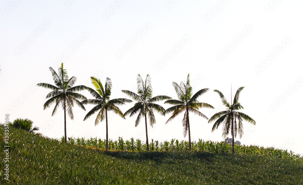 Line up of coconut tree