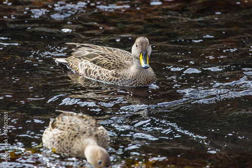 Adult South Georgia pintail (Anas georgica), Cooper Bay, South Georgia, South Atlantic Ocean photo