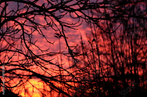 Sunset Through Silhouetted Tree Branches