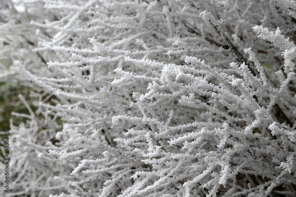 Rime / Branches of bushes in the cold Rime / Branches of bushes in the cold