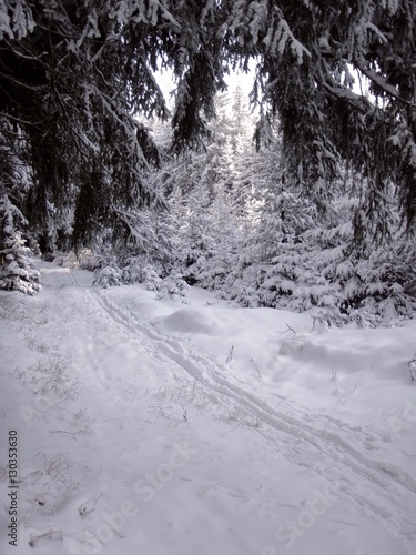 Winter forest