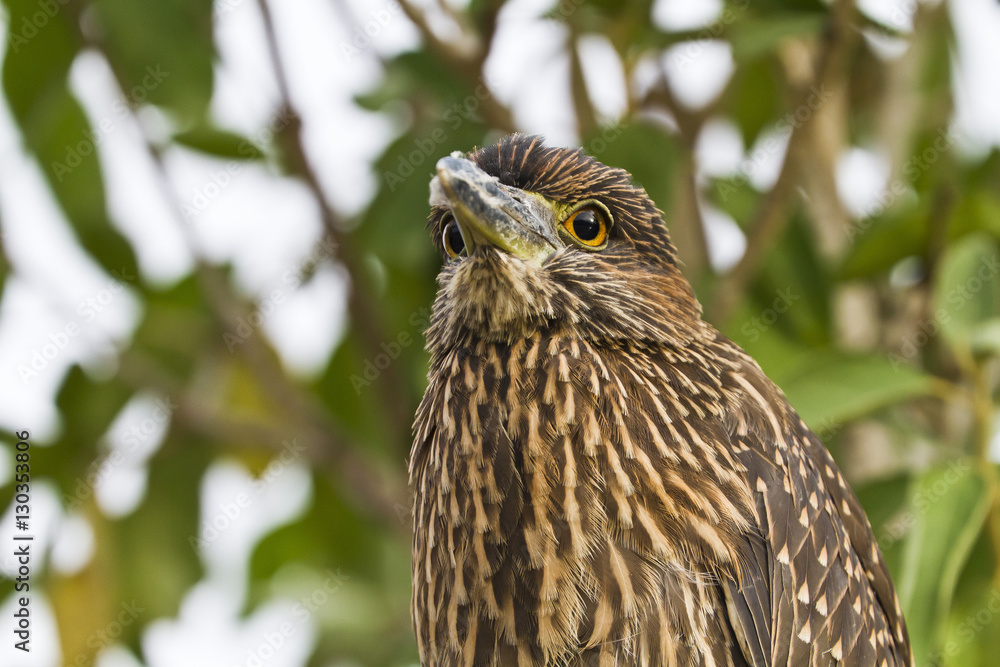 Juvenile yellow-crowned night heron (Nyctanassa violacea), Genovesa Island, Galapagos Islands, Ecuador Juvenile yellow-crowned night heron (Nyctanassa violacea), Genovesa Island, Galapagos Islands, Ecuador