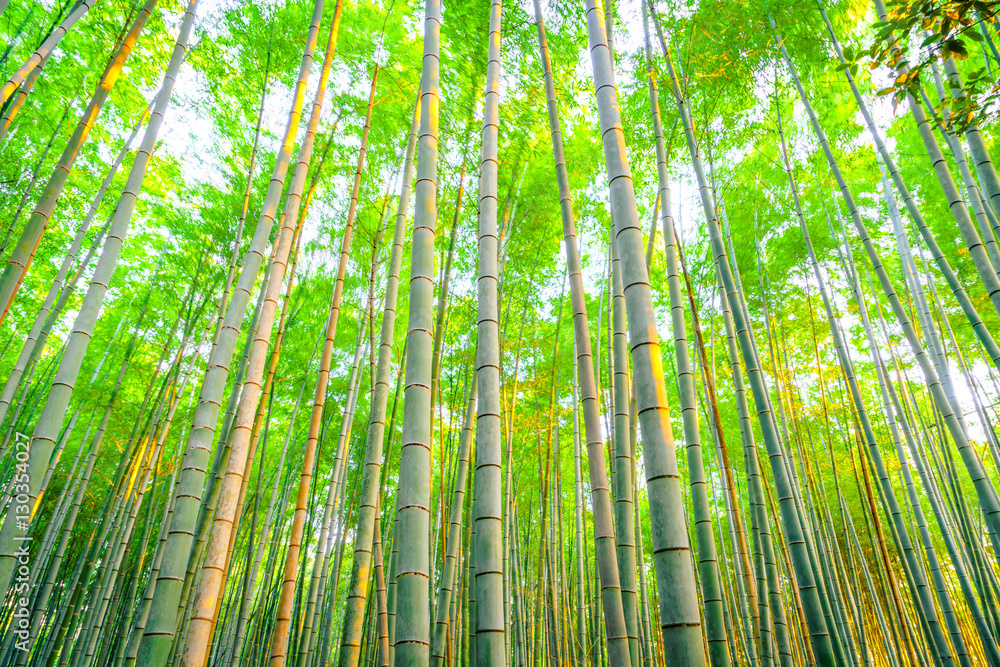 Bamboo forest with sunny in morning Bamboo forest with sunny in morning