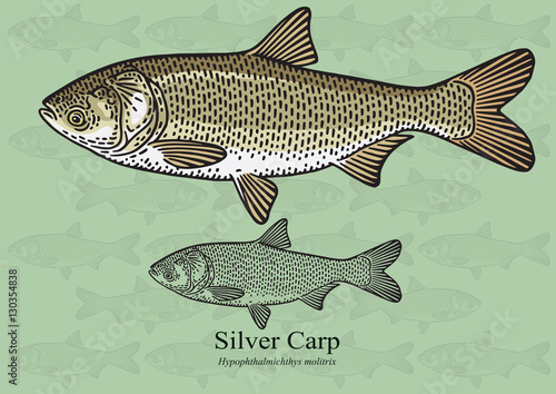 Silver Carp, Chinese Carp. Vector illustration for artwork in small sizes. Suitable for graphic and packaging design, educational examples, web, etc.