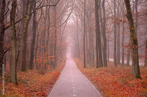 Obraz Sceniczny wizerunek tajemniczy jesień las z mgłą i śladem.