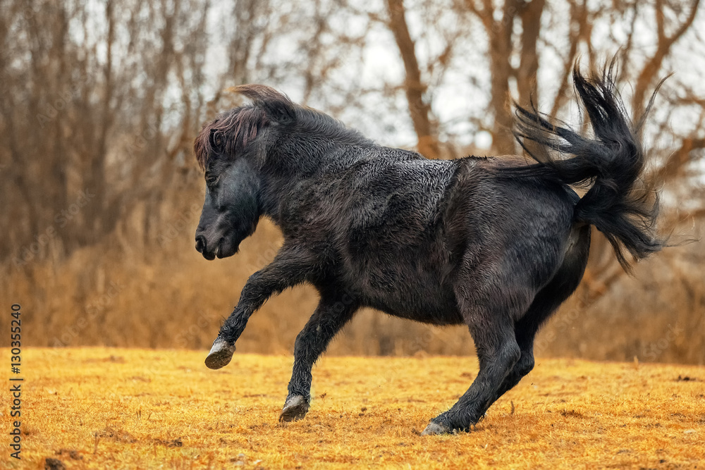 Little black Shetland pony prancing in the meadow Little black Shetland pony prancing in the meadow