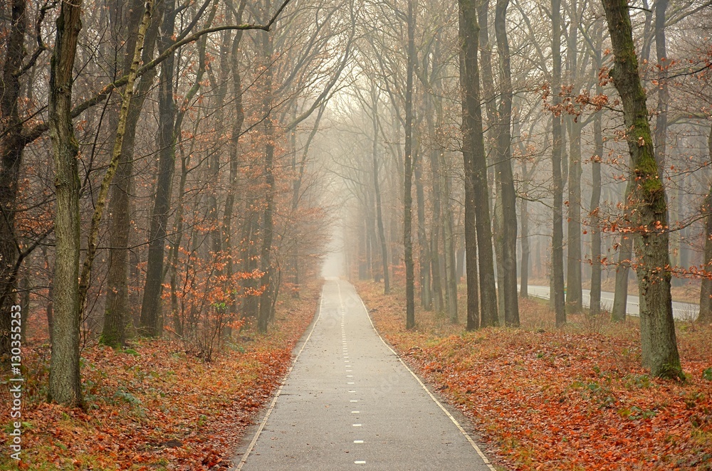 Obraz premium Scenic image of mysterious autumn forest with fog and trail.