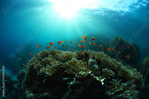Tropical coral reef photo