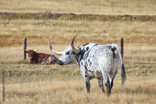 Fototapeta Naklejka Na Ścianę i Meble -  Texas Longhorns grazing in a dry autumn pasture