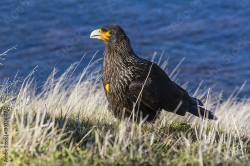 Striated caracara (Phalcoboenus australis), Carcass Island, Falkland Islands, South Atlantic Ocean photo