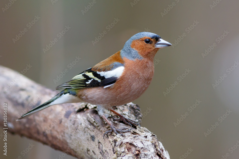 Spring songbird chaffinch sitting on a branch Spring songbird chaffinch sitting on a branch