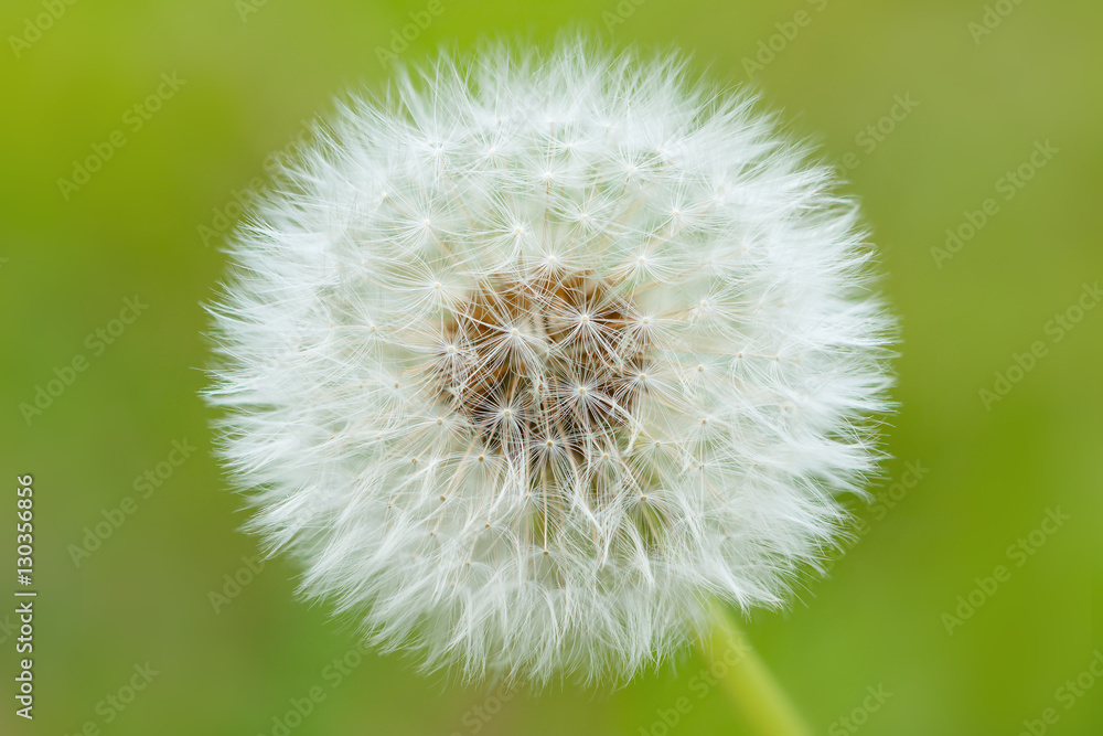 Dandelion on green background Dandelion on green background