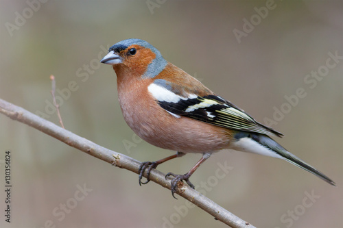 Tableau sur toile Spring songbird chaffinch sitting on a branch