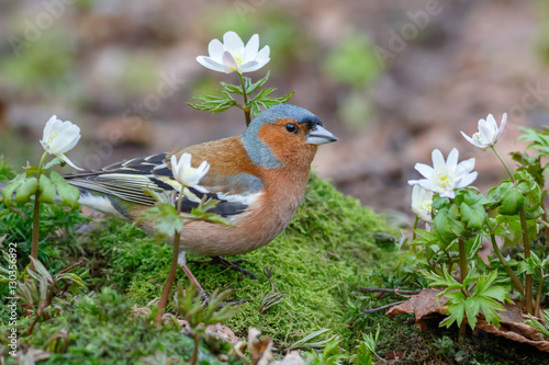 Spring songbird chaffinch sitting © Opalev