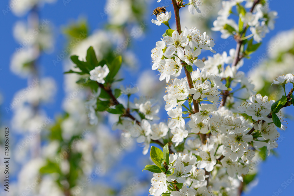 Blooming tree Blooming tree