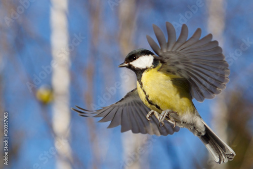 Great Tit in flying