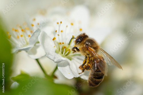 Bee on white flower © Opalev