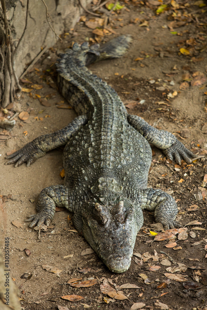 Fototapeta premium Crocodiles In A Crocodiles Farm,asia Thailand.