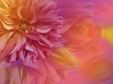 big shaggy  flower Dahlia. a bright rainbow background. flower and wind. floral collage.