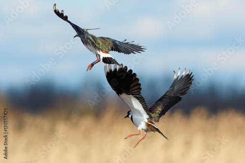 Cuadro en lienzo Lapwings in flight