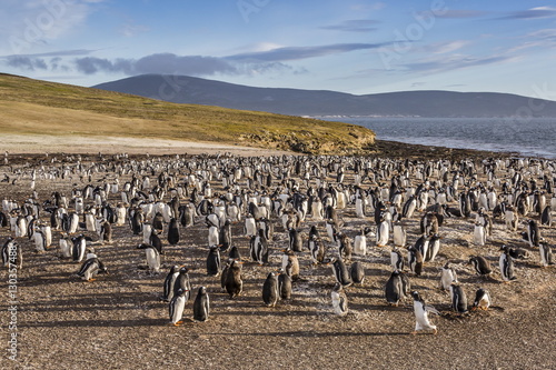 Adult gentoo penguins (Pygoscelis papua) molting feathers at Saunders Island, West Falkland Islands, UK Overseas Protectorate