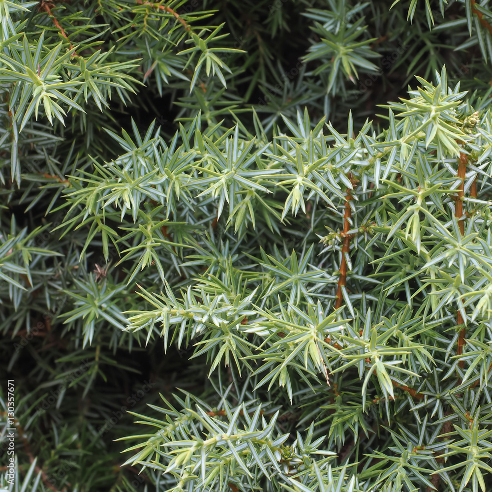 Irish Juniper Tree Leaves Close-up