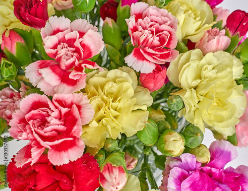 Obraz na plátně carnation flowers closeup, colorful natural background