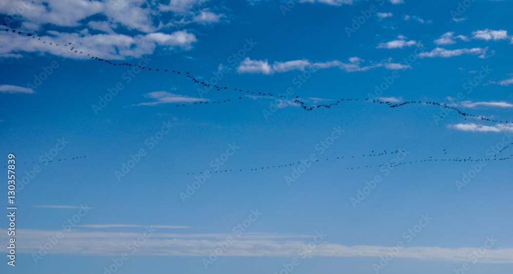 Flock Of Birds flying.