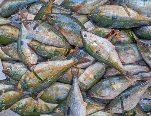 fresh sea porgies closeup at the local market photo