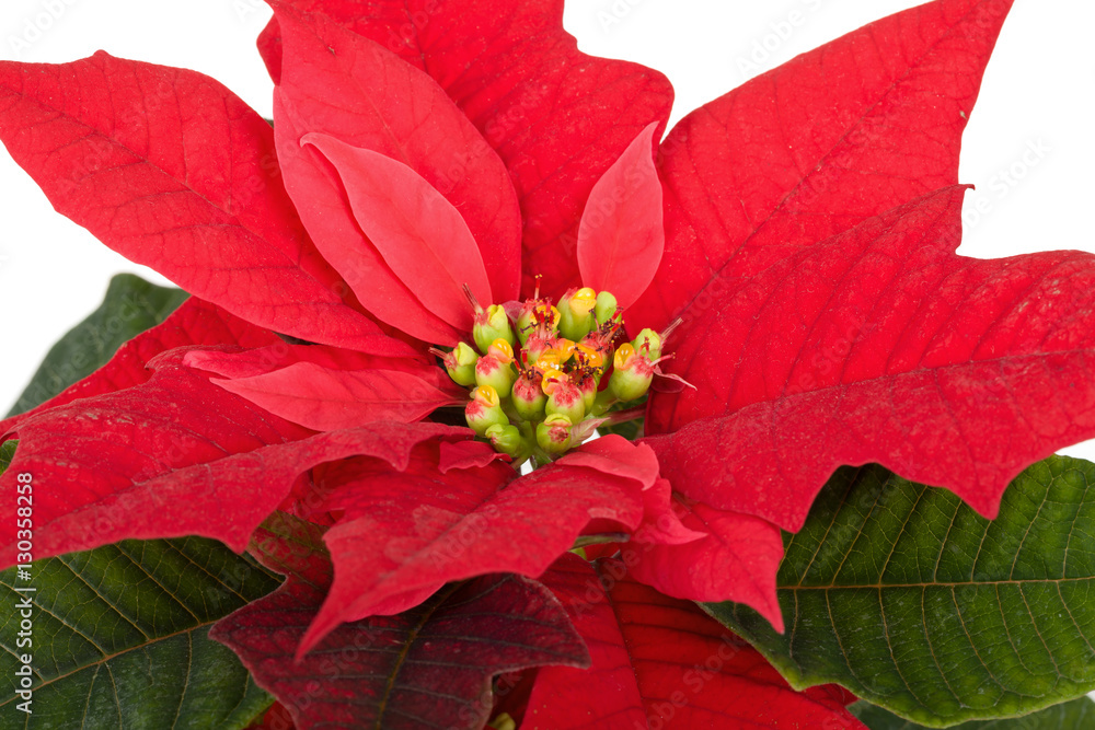 christmas flower red Poinsettia christmas flower red Poinsettia