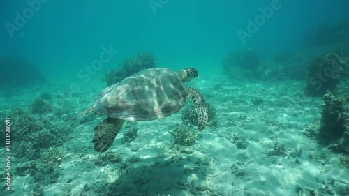 Underwater green sea turtle Chelonia mydas swims above the seabed and the reef, south Pacific ocean, lagoon of Grande Terre island, New Caledonia
