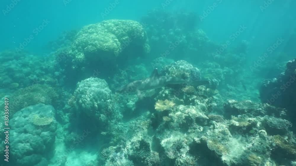 A whitetip reef shark underwater, swimming over a reef with massive stony corals, south Pacific ocean, lagoon of Grande Terre island, New Caledonia
A whitetip reef shark underwater, swimming over a reef with massive stony corals, south Pacific ocean, lagoon of Grande Terre island, New Caledonia