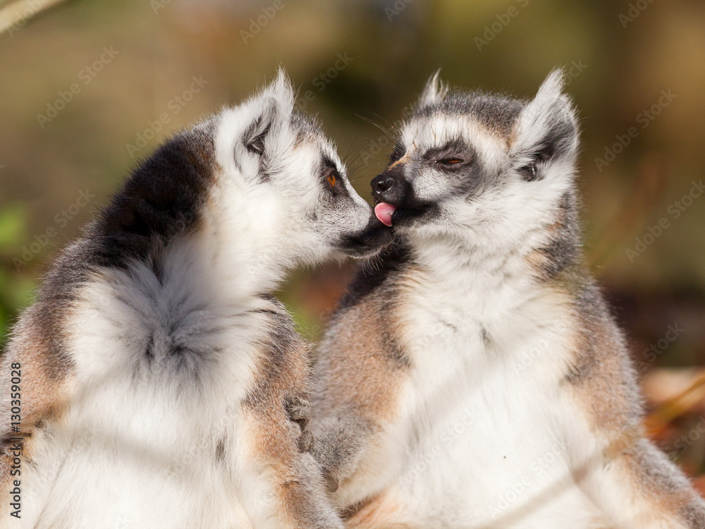 Ring-tailed lemur (Lemur catta), couple