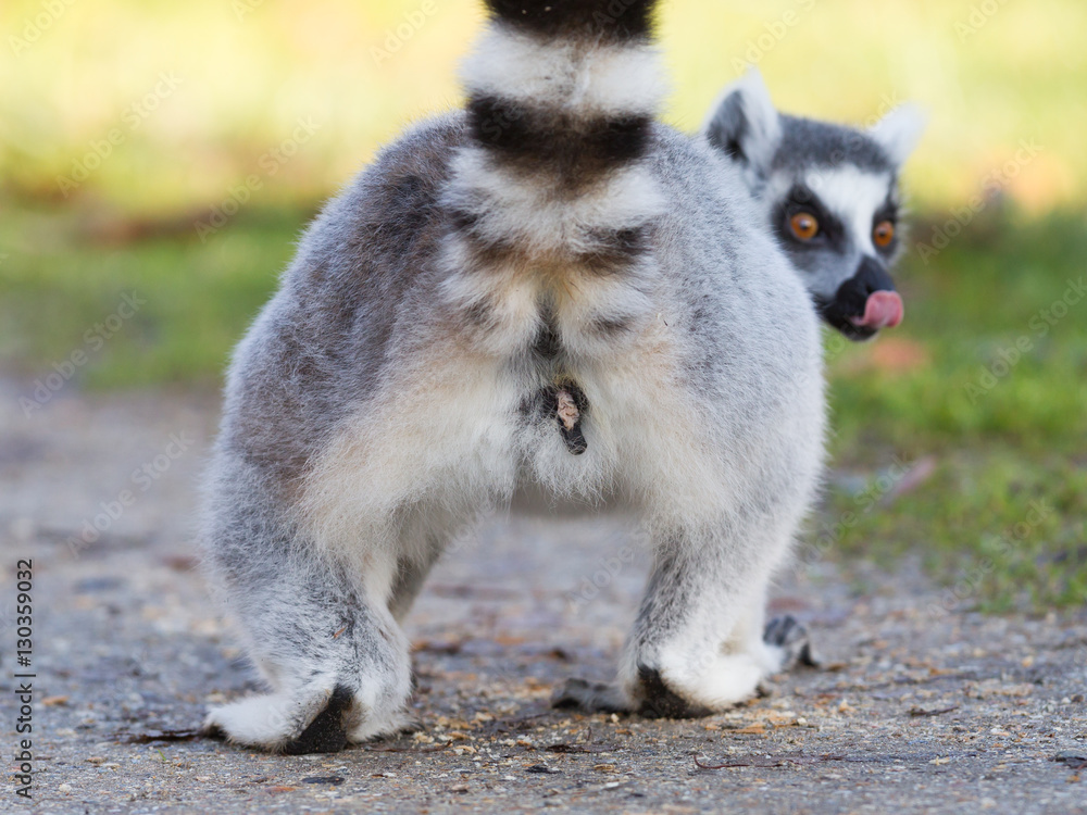 Ring-tailed lemur (Lemur catta), selective focus